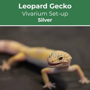 Leopard-Gecko-Silver-Set-up