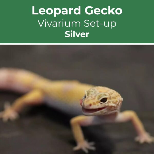 Leopard-Gecko-Silver-Set-up