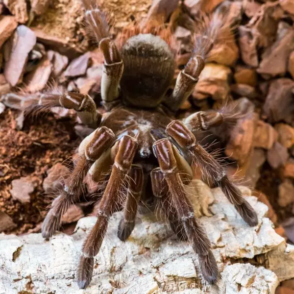 Goliath Birdeater