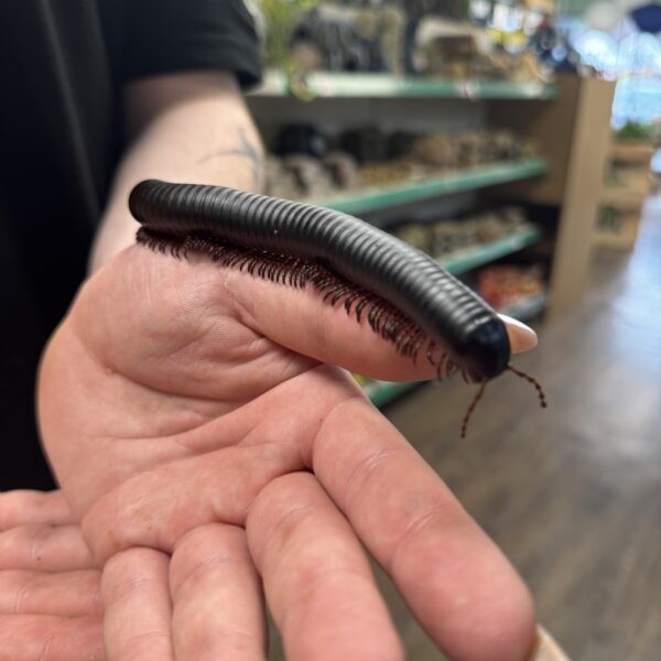 Giant African Train Millipede