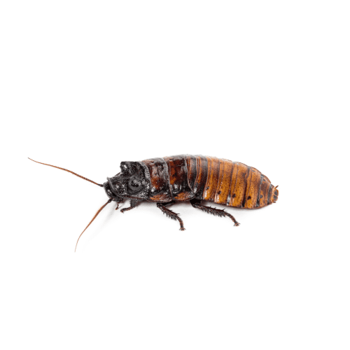 Madagascan Hissing Cockroach