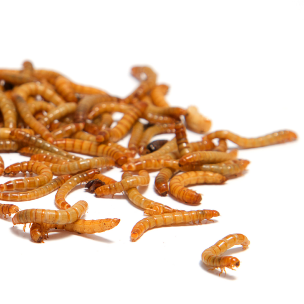 Mealworms