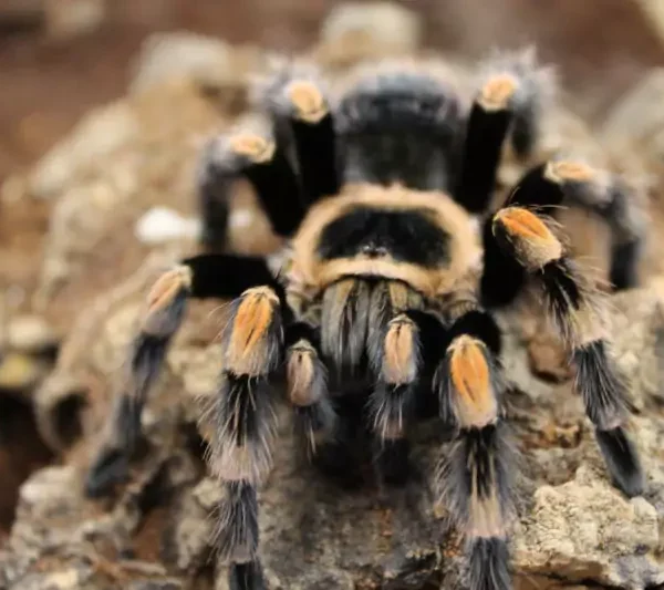 Terrestrial Tarantula Setup - Budget