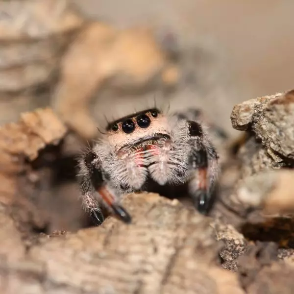 Regal Jumping Spider 2