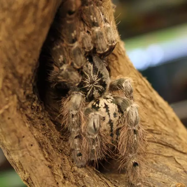 Togo Starburt heteroscoda maculata 2