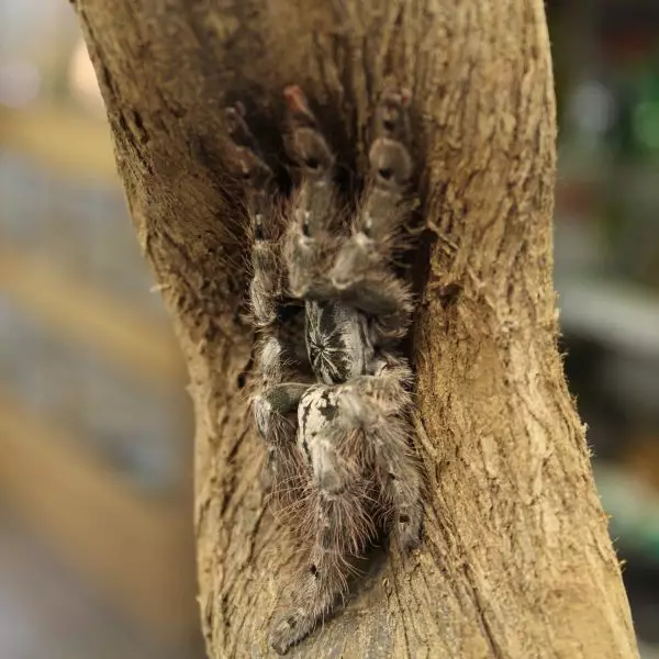 Togo Starburt heteroscoda maculata 3