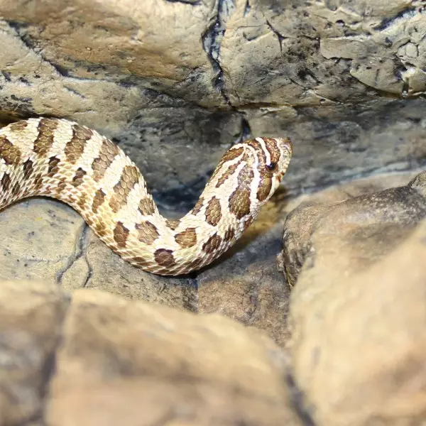Western Hognose Snake