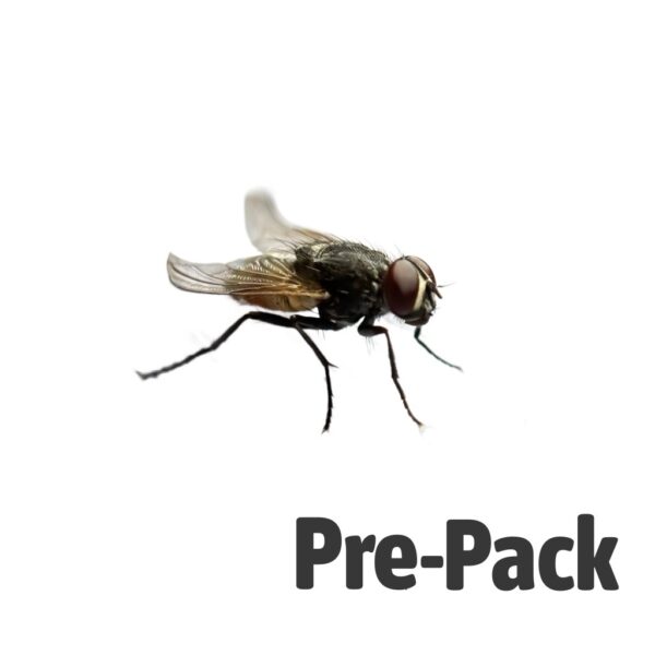 Curly-wing Flies pre-pack