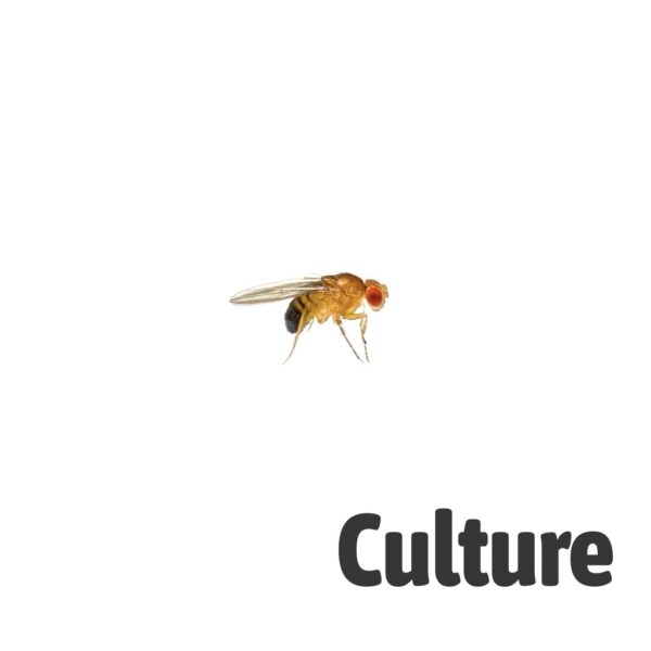 Golden Fruit Fly Culture (D.melanogaster)