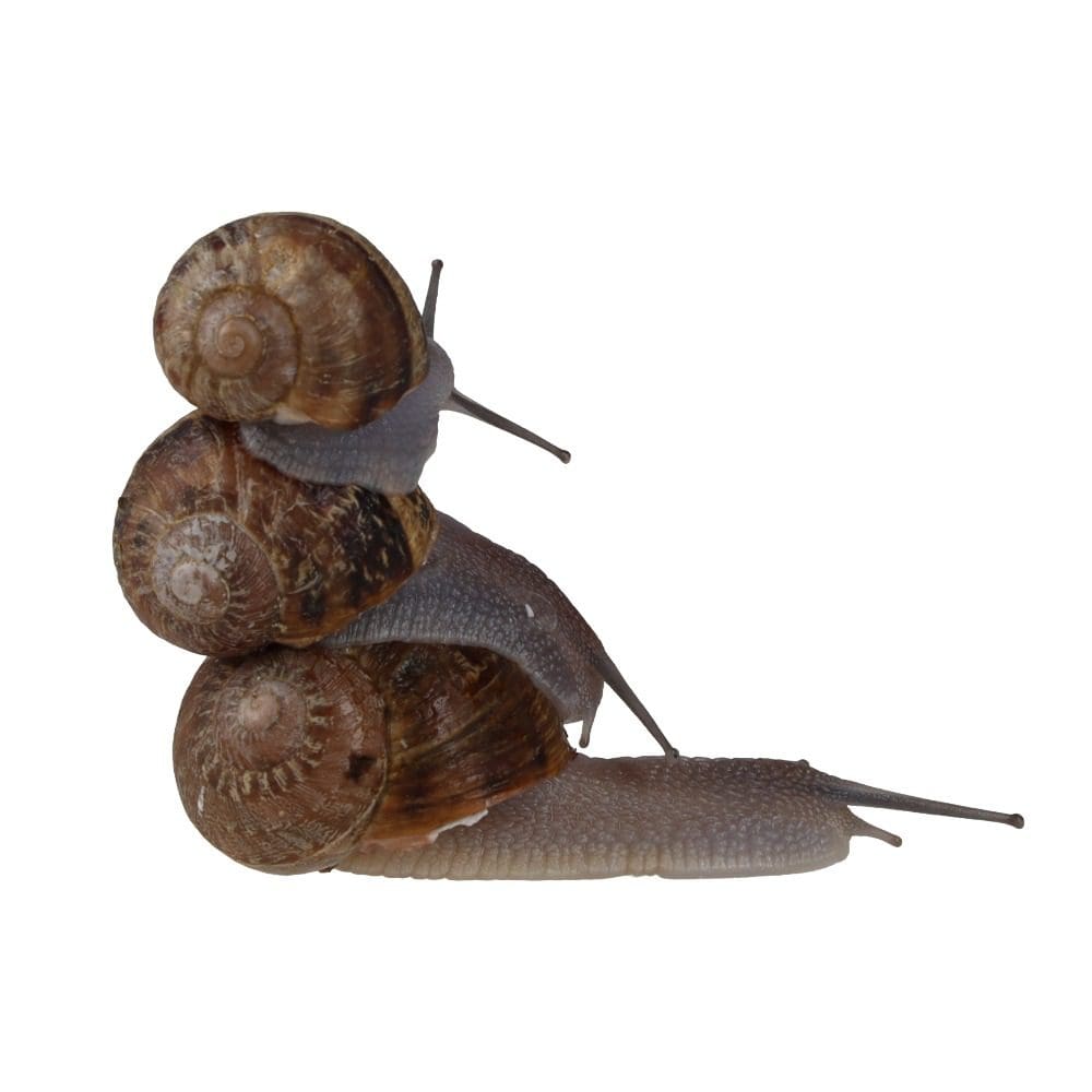 Snails Pre-Pack, 8 x Medium - Image 3
