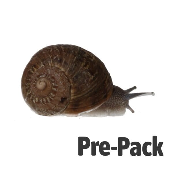 Snails Pre-Pack, 6 x Large