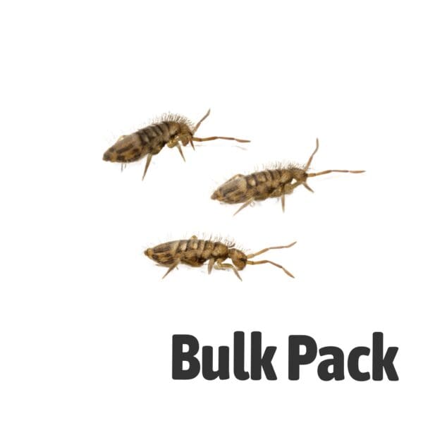 Springtails BULK