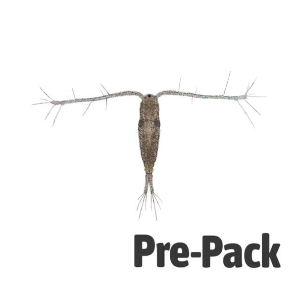 LIVE Copepods (100ml)
