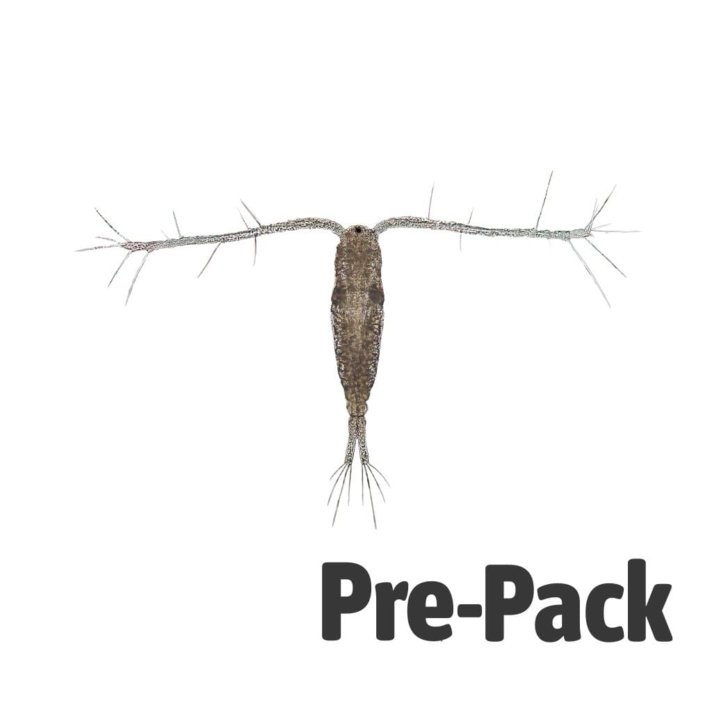 LIVE Copepods (100ml)