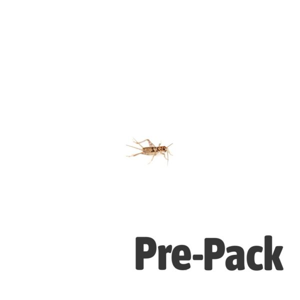 Brown House Cricket Pre-pack. Mini