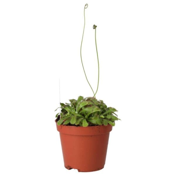 ProRep Live plant. Alice Sundew (Small)