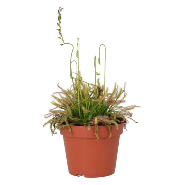 ProRep Live plant. Cape Sundew (Medium)