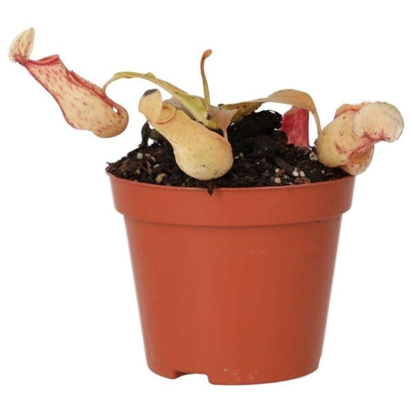 ProRep Live plant. Monkey Jar 'Ventrata' (Medium)