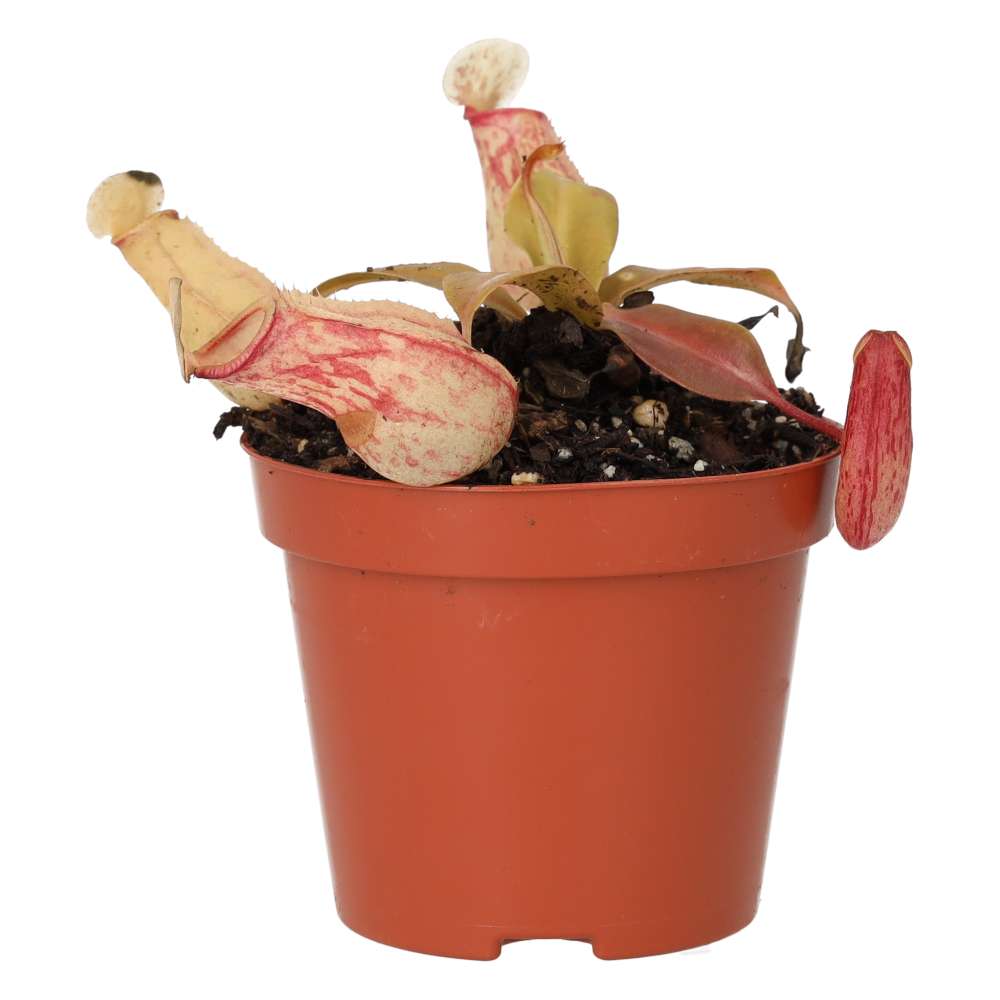 ProRep Live plant. Monkey Jar 'Ventrata' (Medium) - Image 2