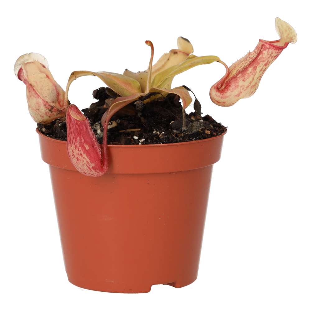 ProRep Live plant. Monkey Jar 'Ventrata' (Medium) - Image 3