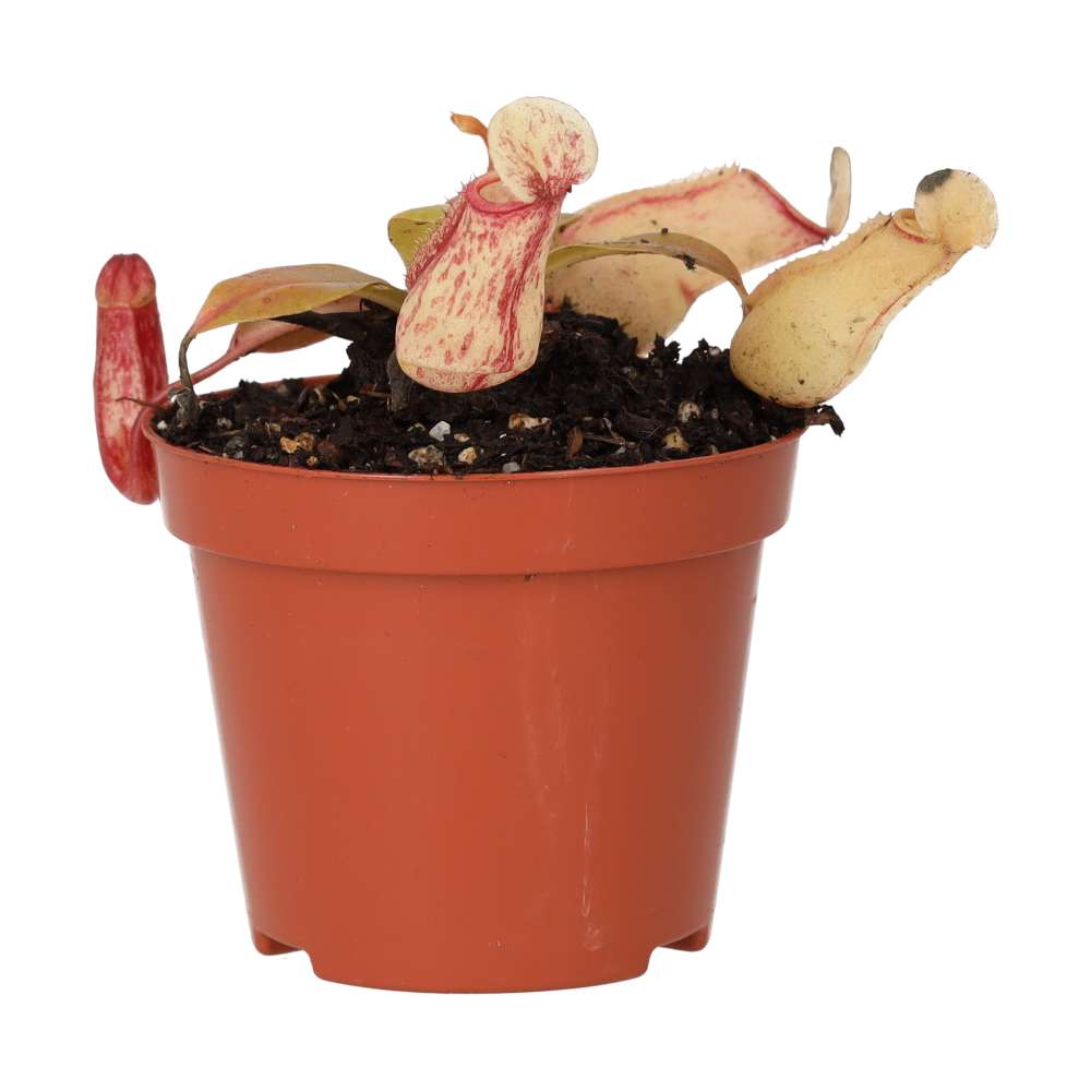 ProRep Live plant. Monkey Jar 'Ventrata' (Medium) - Image 4