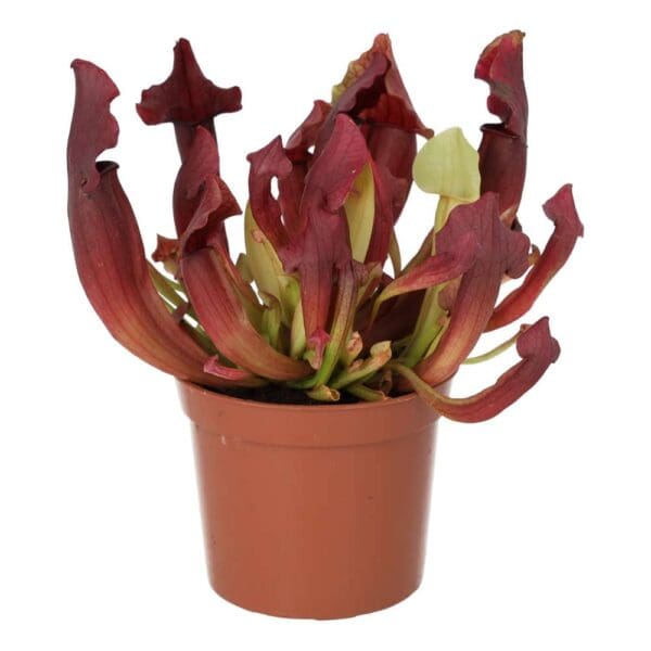 ProRep Live plant. Trumpet Pitcher 'Maroon' (Medium)