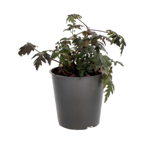 ProRep Live Food plant. Thornless Bramble