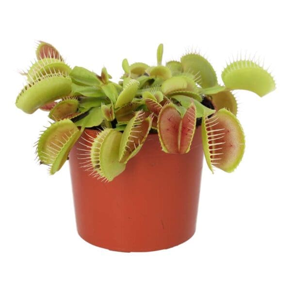 The Venus Flytrap (Dionaea muscipula) is one of the world’s most iconic carnivorous plants