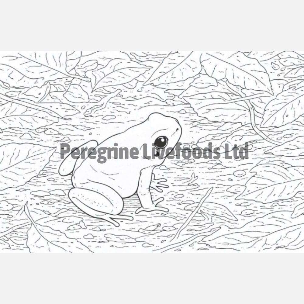 ExoticKeeper Colouring Book - Amphibian - Image 2