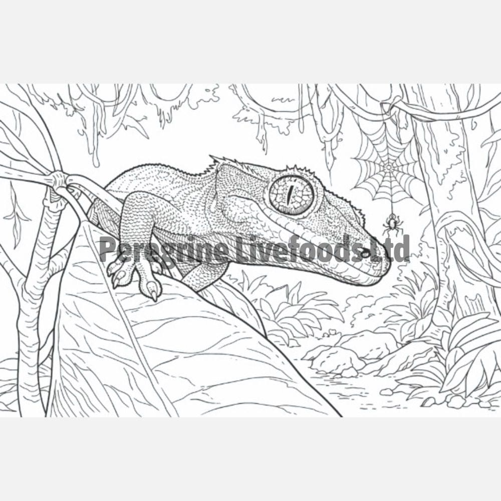 ExoticKeeper Colouring Book - Reptile - Image 4