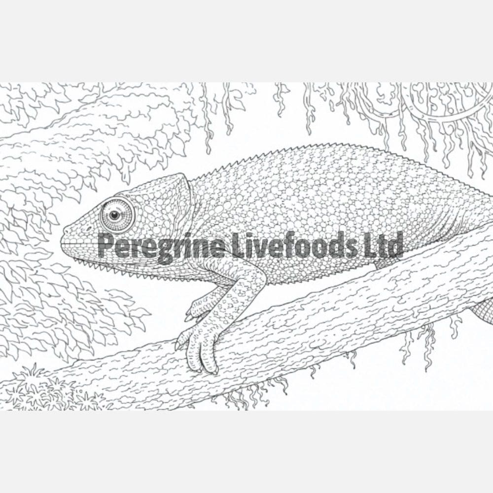ExoticKeeper Colouring Book - Reptile - Image 2