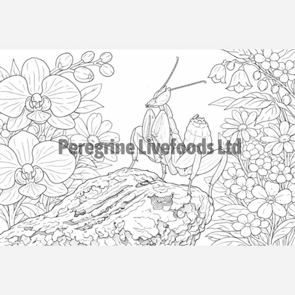 ExoticKeeper Colouring Book - Invertebrates - Image 3