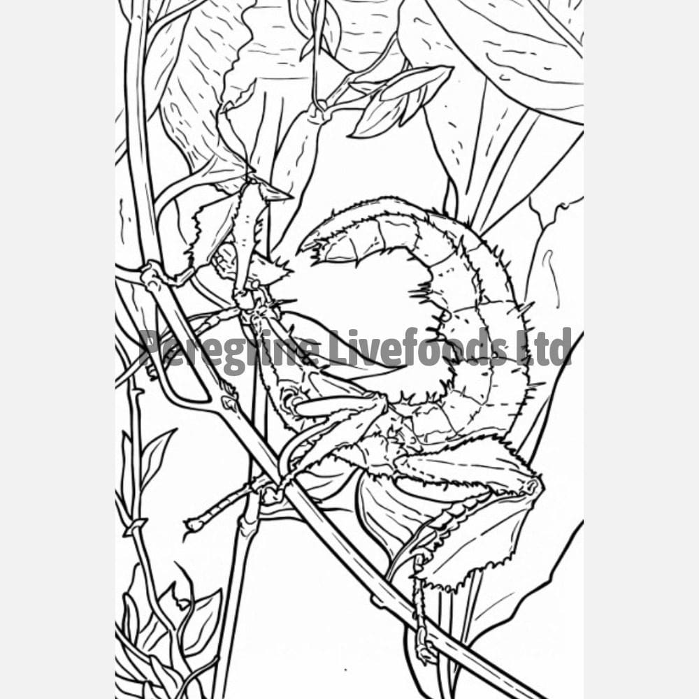 ExoticKeeper Colouring Book - Invertebrates - Image 4