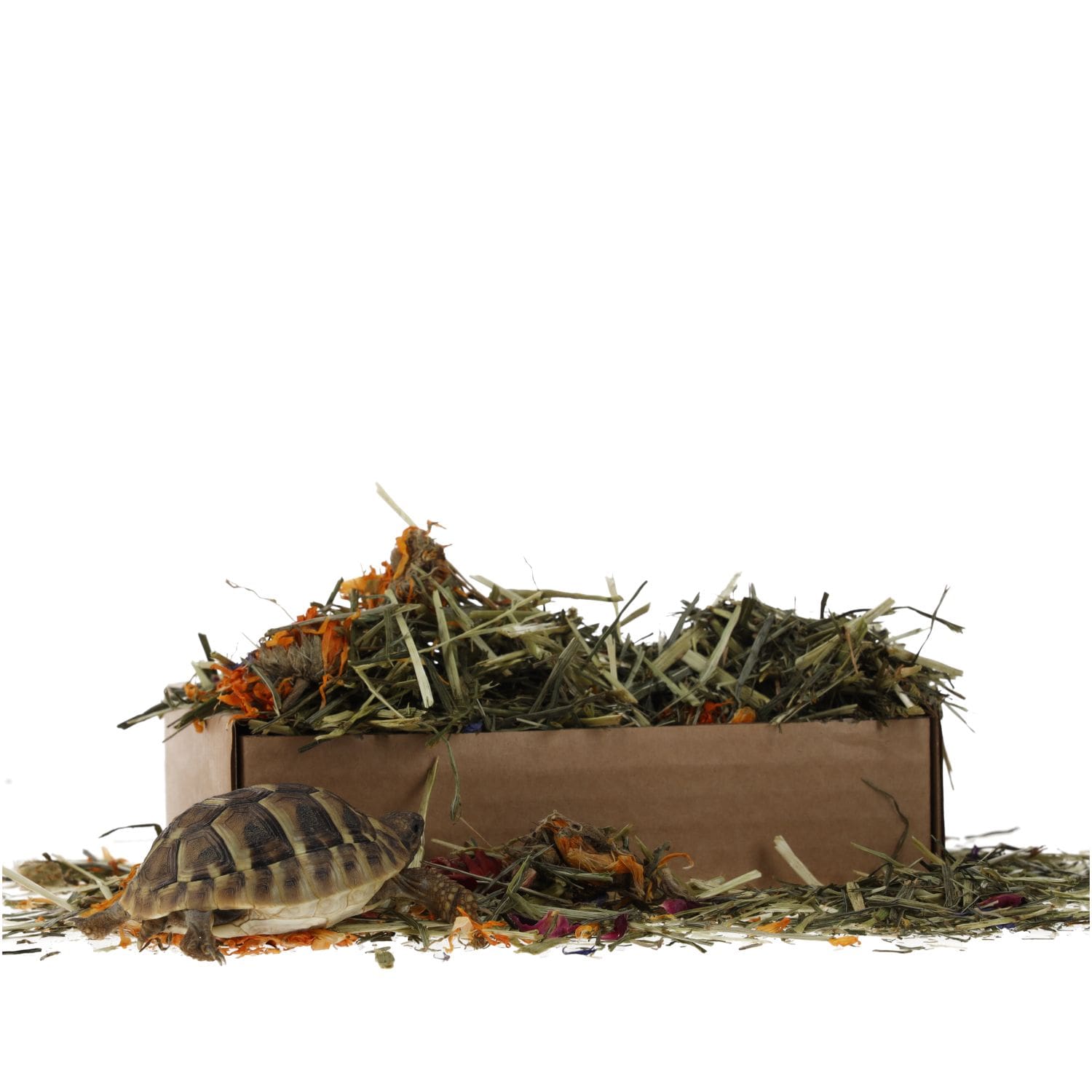 ProRep Tortoise Flower Foraging Tray 70g - Image 6