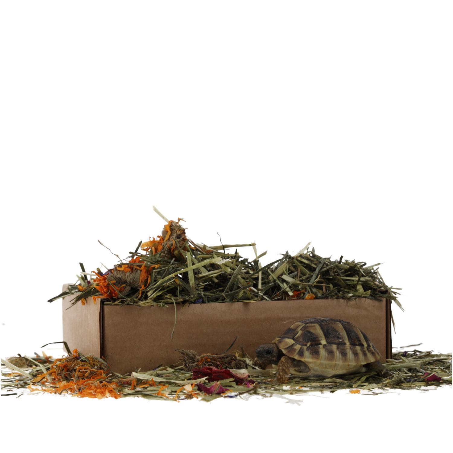 ProRep Tortoise Flower Foraging Tray 70g - Image 7