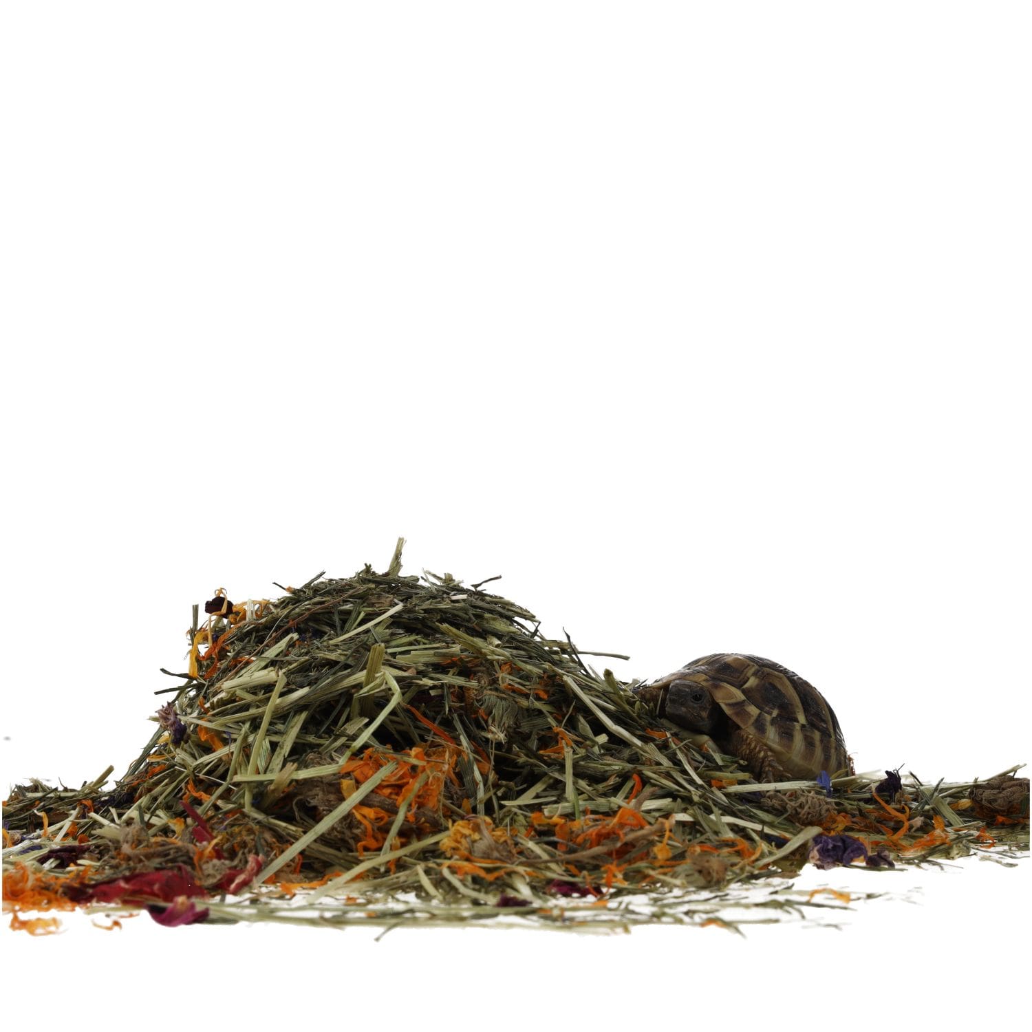 ProRep Tortoise Flower Foraging Tray 70g - Image 9
