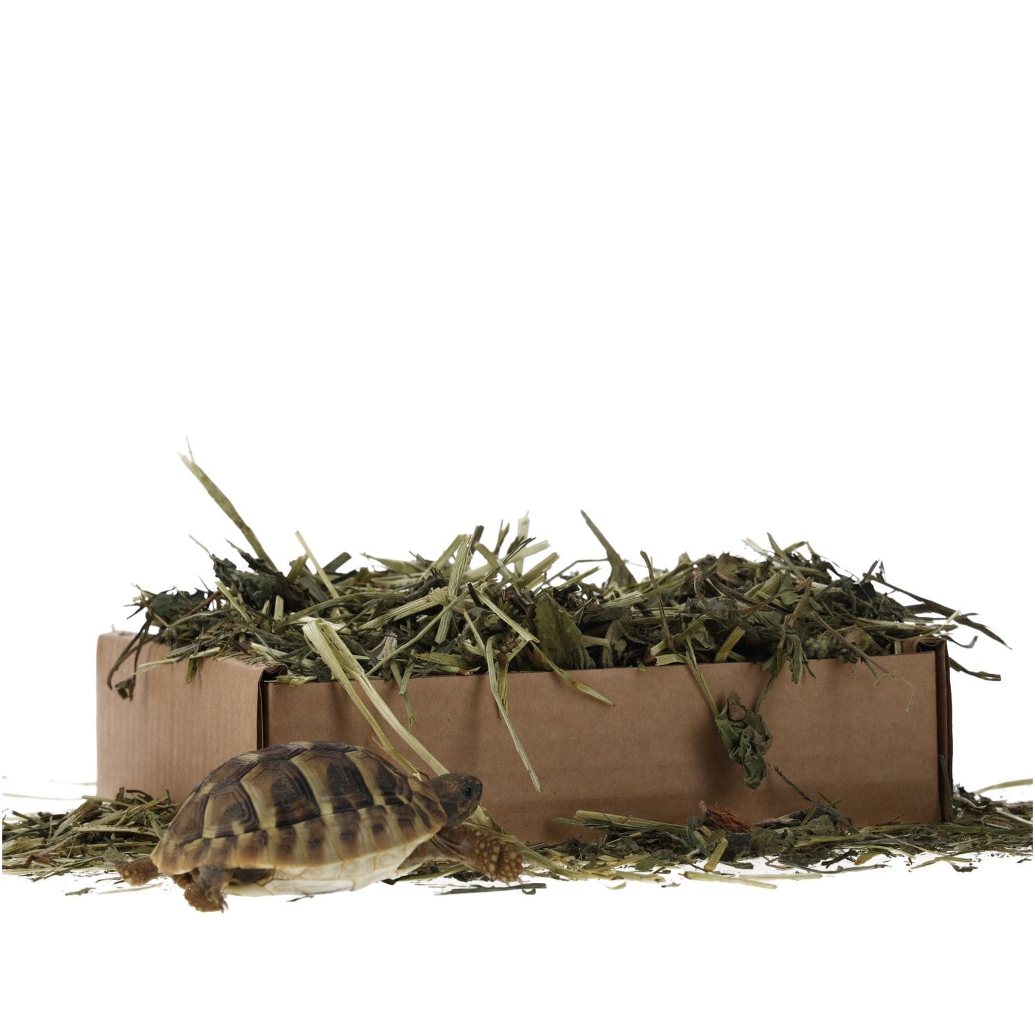 ProRep Tortoise Leaf Foraging Tray 70g - Image 6