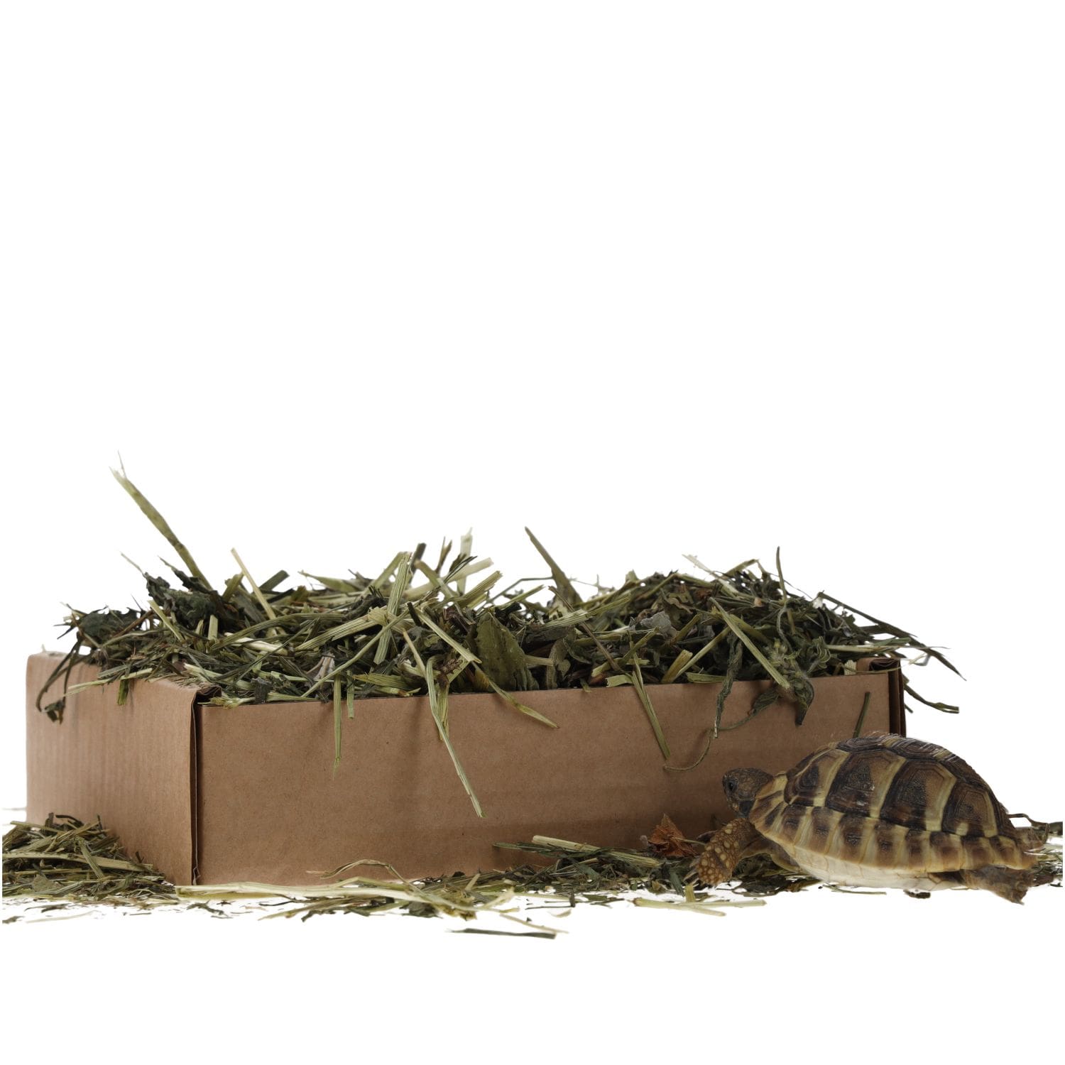 ProRep Tortoise Leaf Foraging Tray 70g - Image 7
