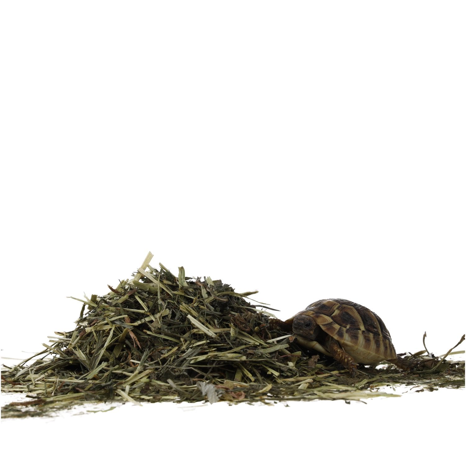 ProRep Tortoise Leaf Foraging Tray 70g - Image 8