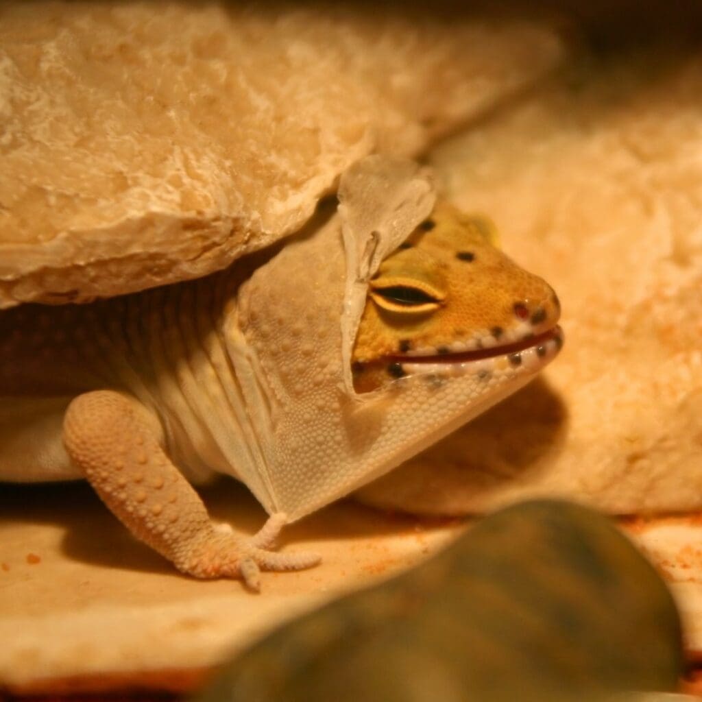 leopard gecko Shedding skin