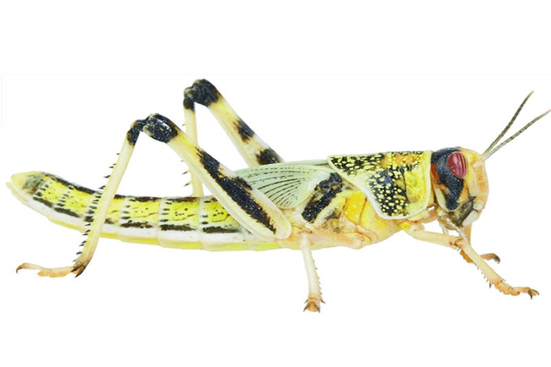 Locust (XL)