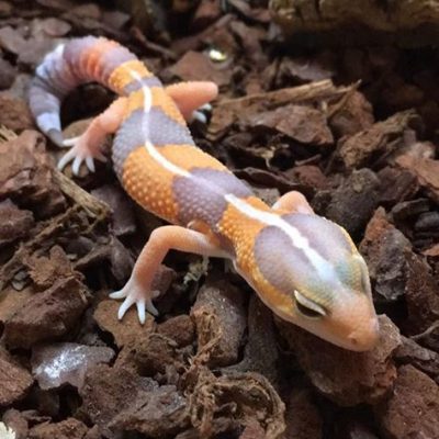 Tangerine Albino African Fat Tailed Gecko