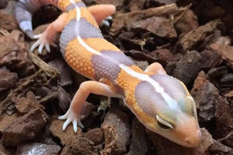 Tangerine Albino African Fat Tailed Gecko