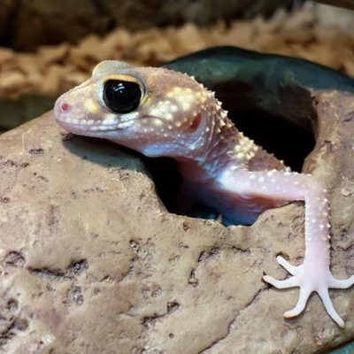 Australian Barking Gecko Nephrurus milii