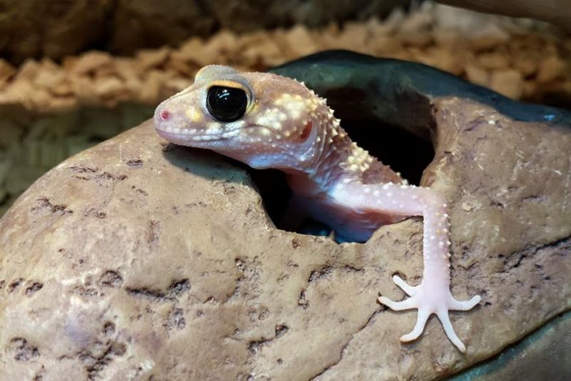 Australian Barking Gecko Nephrurus milii