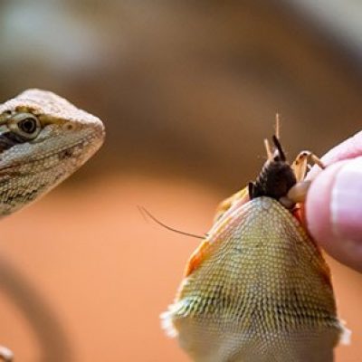 Bearded-Dragon-Hand-Feed-snatch