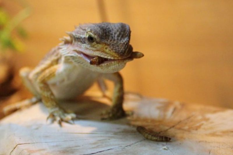 a bearded dragon with a meal in a comfortable vivarium with great humidity