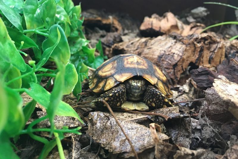 Bells-Hingeback-Tortoise-3-e1530698115366