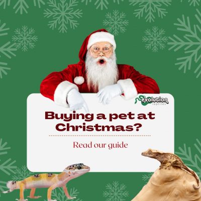 Buying a new pet at Christmas
