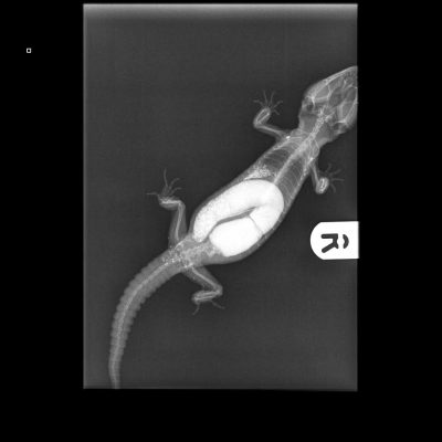 Gecko Impaction Xray